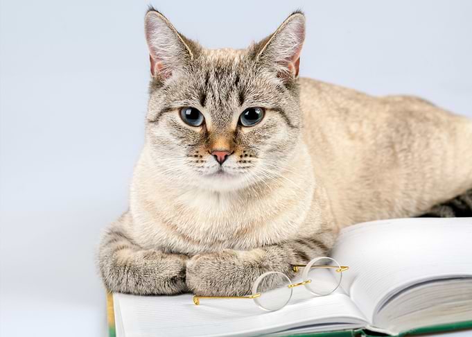 Business Cat With Book And