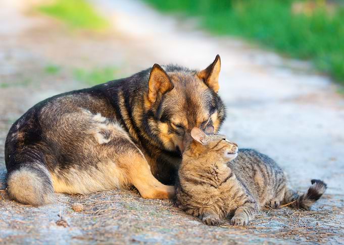 Dog And Cat Relaxing Outdo