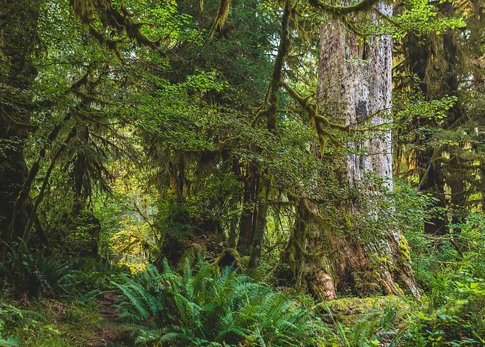 West Coast Jungle