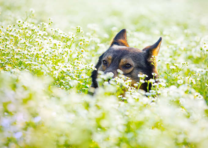 Dog Hiding In The Flower M