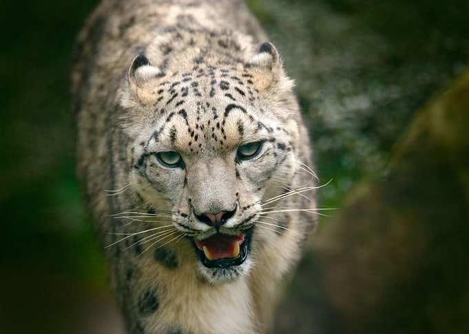 Snowy Leopard Face Portrai