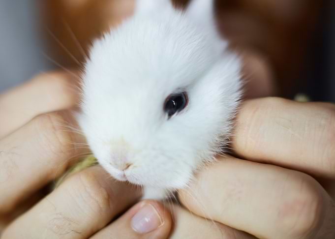 White Pet