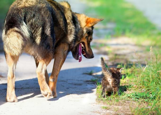 Cat And Dog Playing On The
