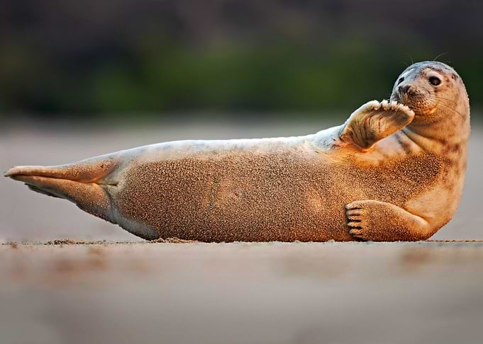 Seal On The White Beach An