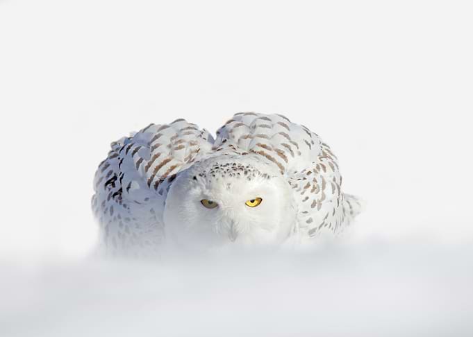 Snowy Owl Nyctea Scandiaca