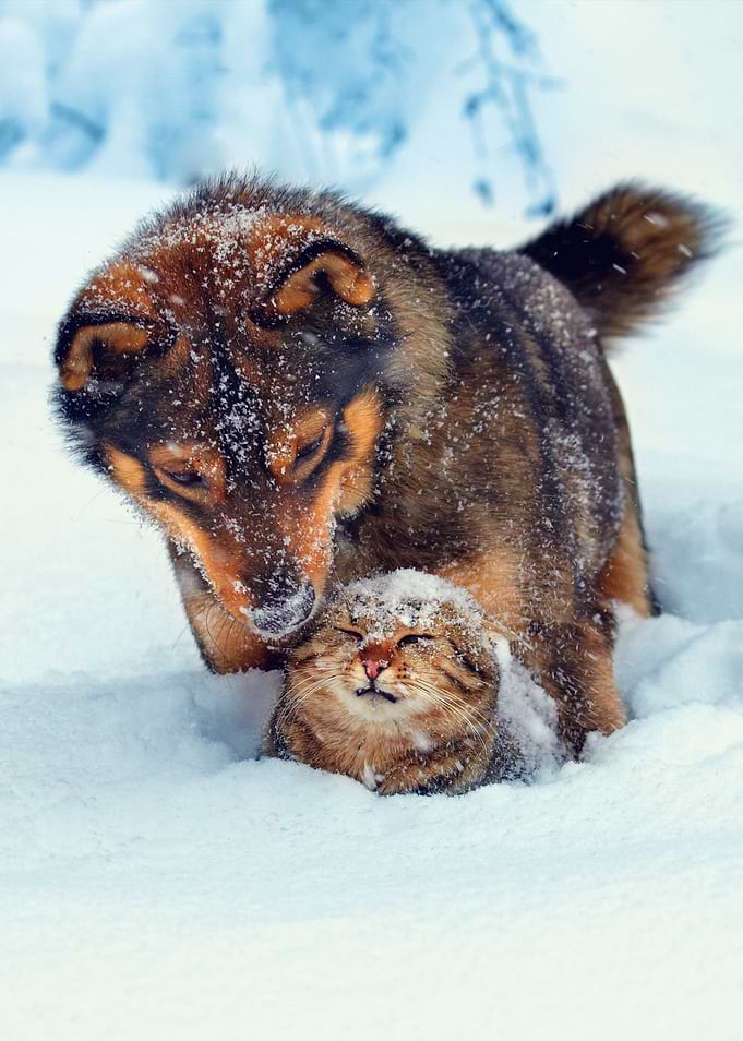 Cat And Dog Playing In Sno