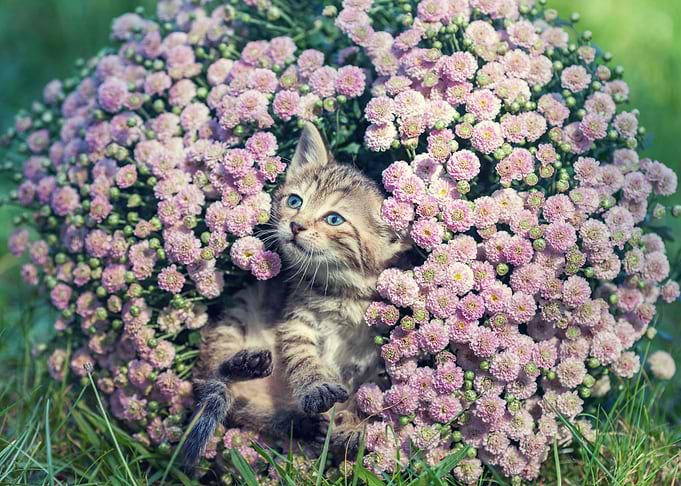 Cute Kitten Relaxing In Fl