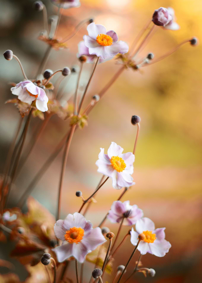 White Anemone
