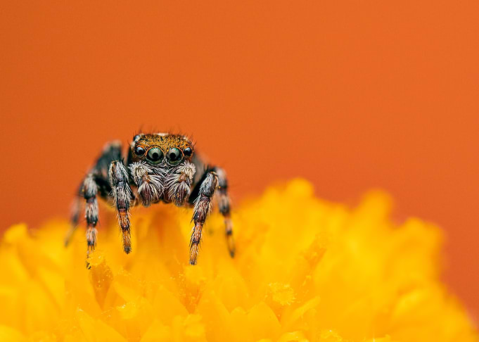 Australian jumping spider