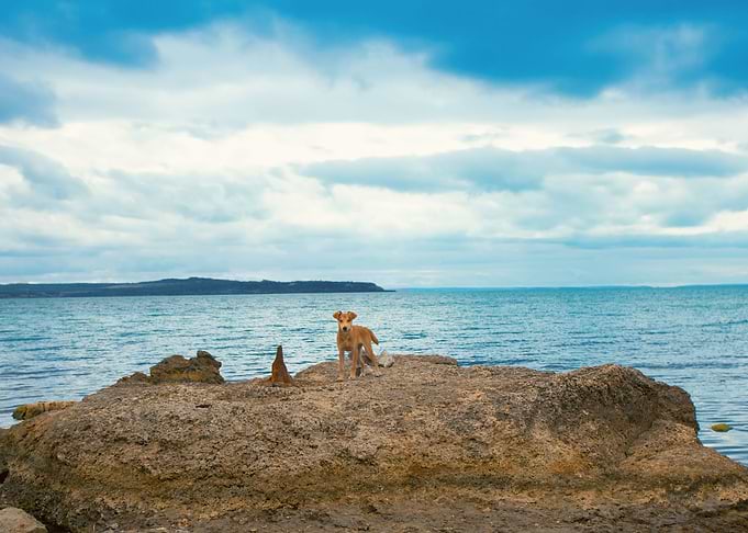 Dog On The Rocky Beach In