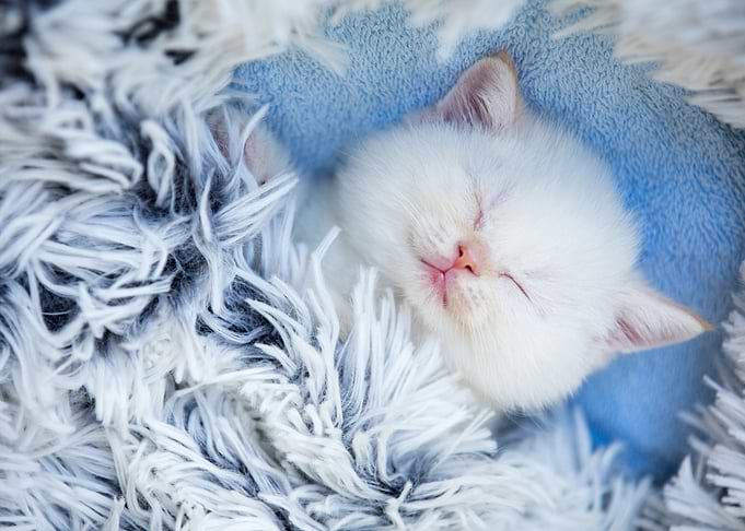 Sleeping Cute Little Kitte