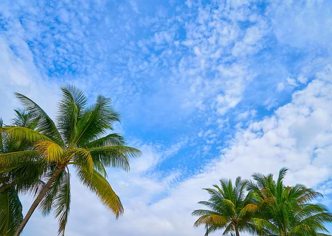Coconut Palm Tree On Blue