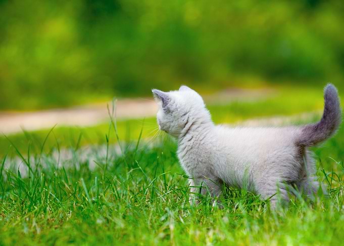 Cute Little Siamese Kitten