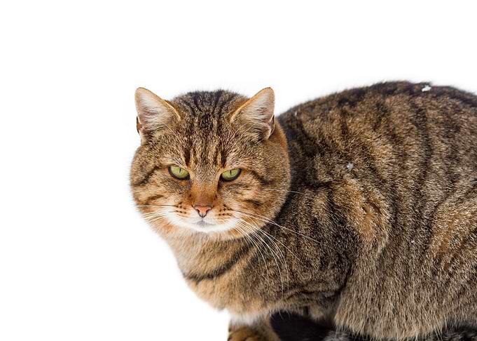 Cat Portrait