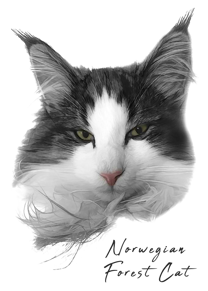 Norwegian Forest Cat