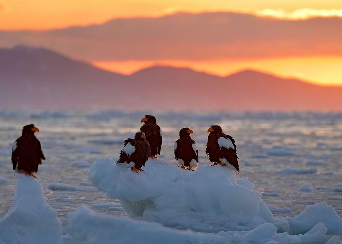 Eagle Floating In Sea On I
