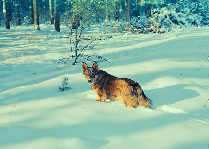Dog Walking In The Snowy F