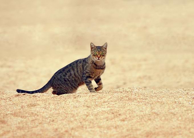 The Cat Is Walking On The