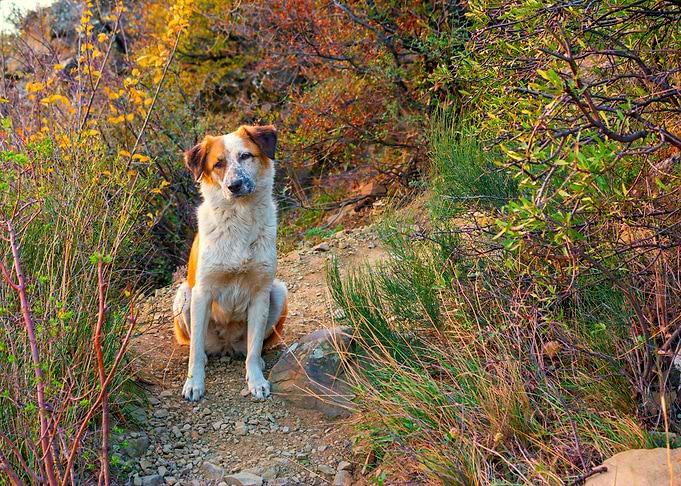 Portrait Of The Stray Dog