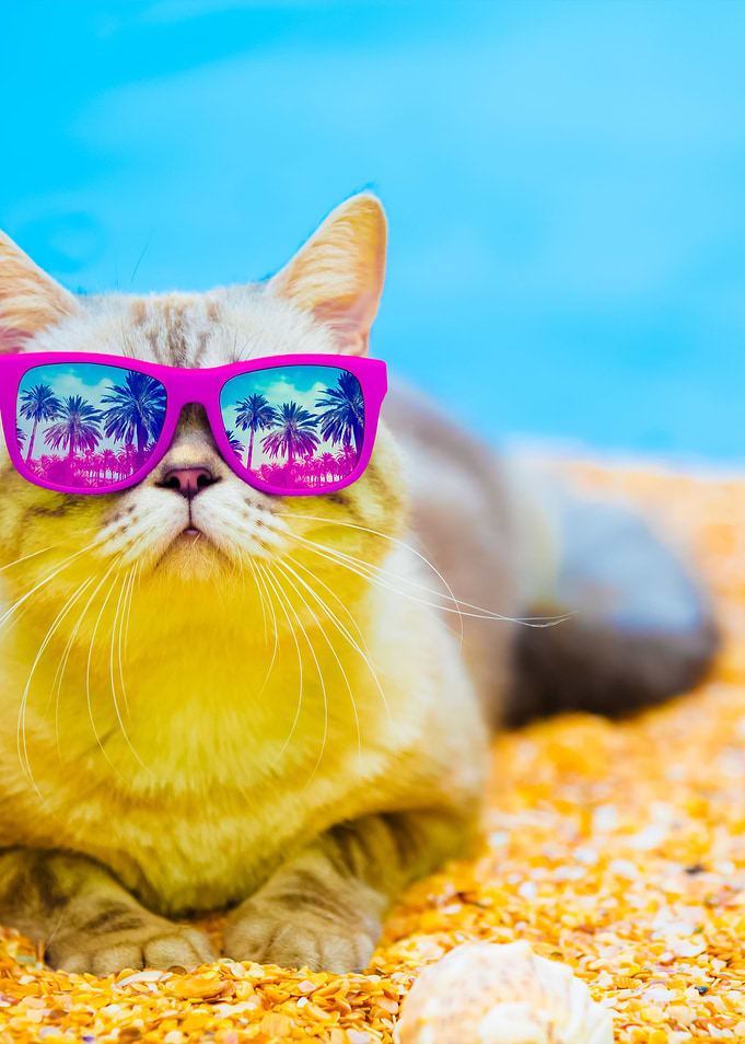 Cat Wearing Sunglasses Rel