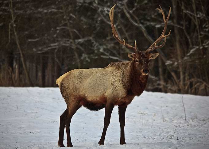 Deer
