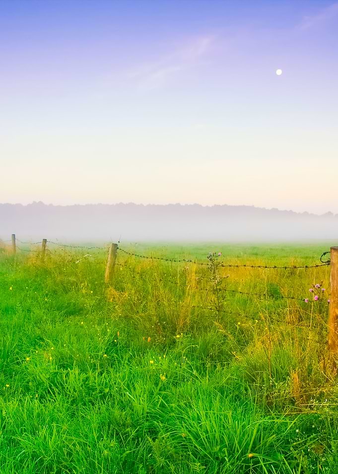 Foggy Morning Meadow