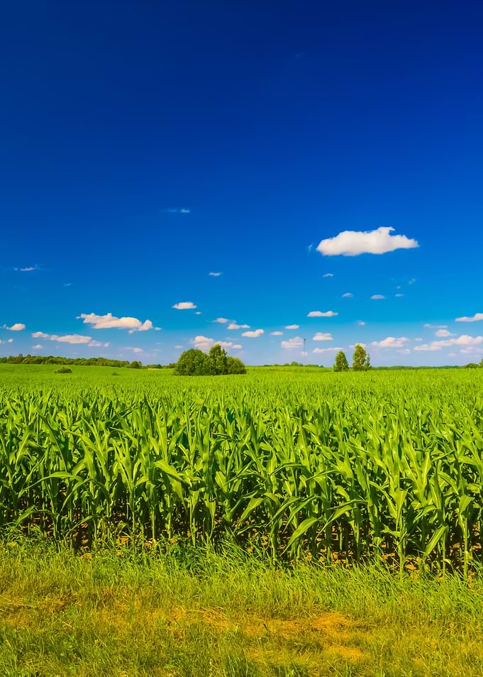 Young Cereal Field
