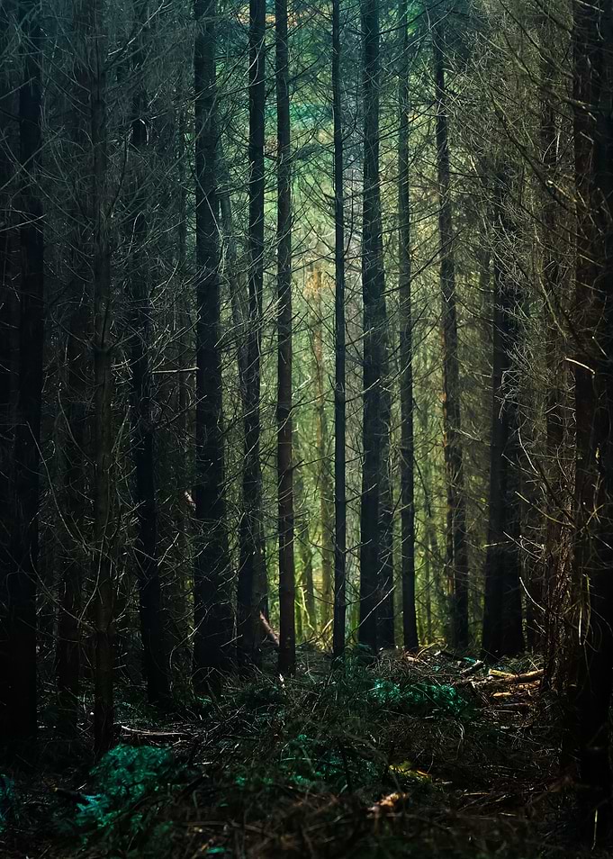 Autumn Forest In The Nethe