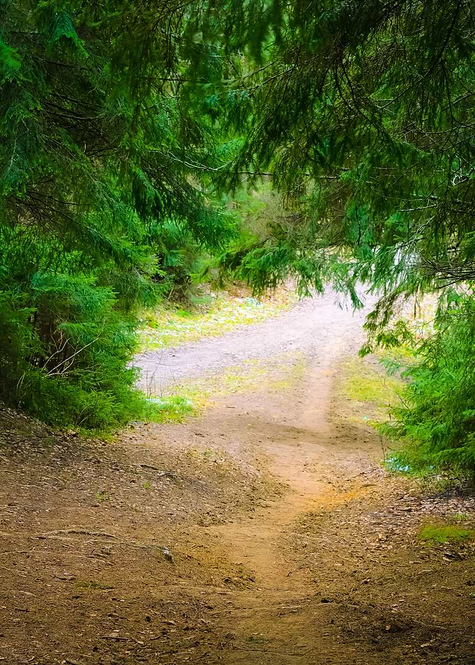 Dark Pine Forest Scene