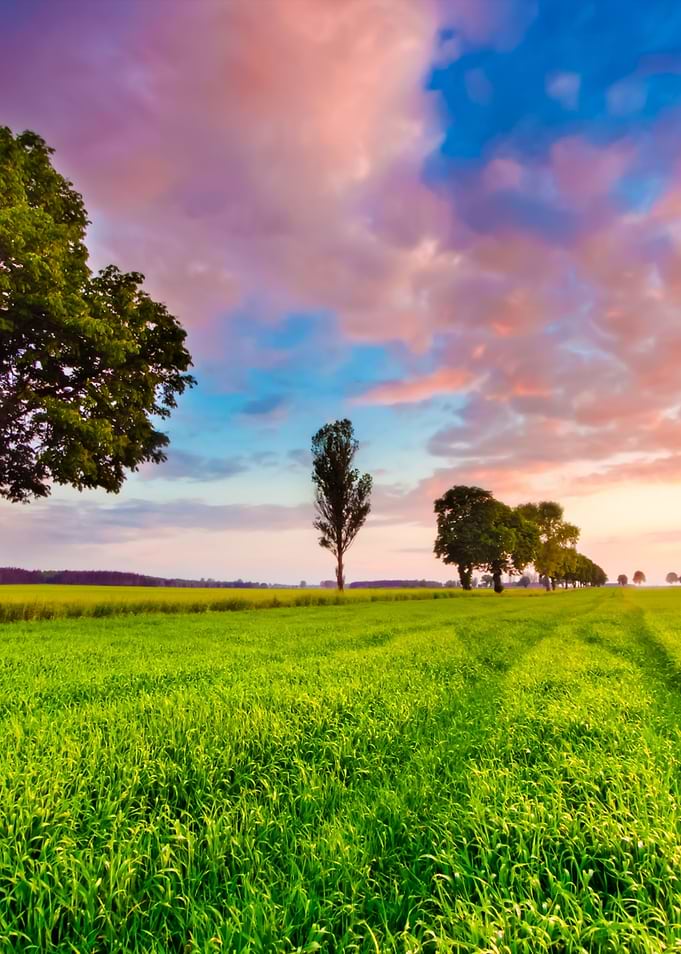 Green Young Field