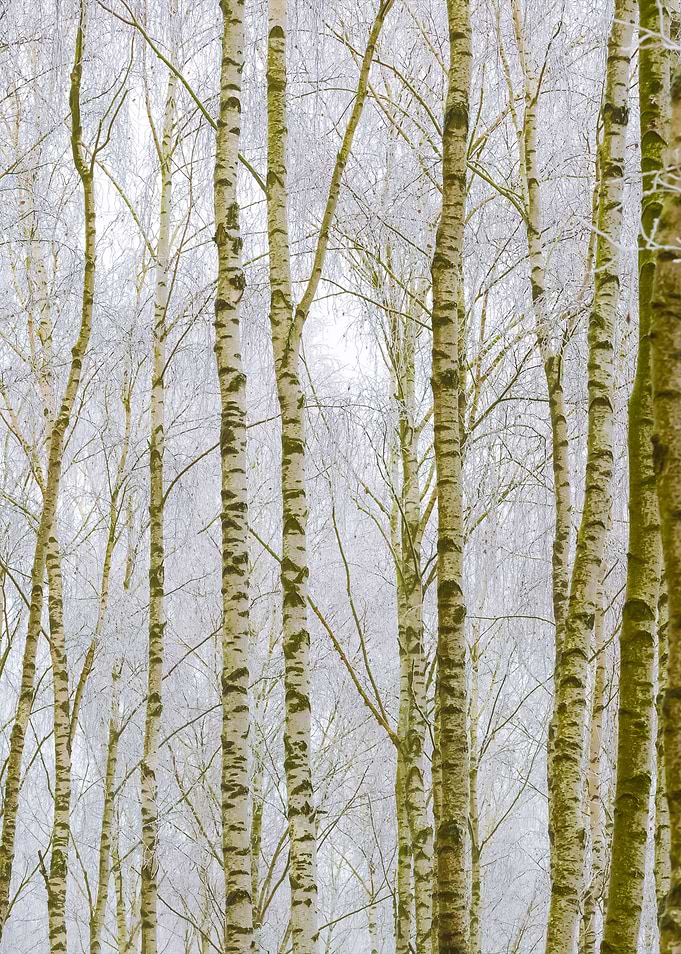 Frosty Birch Forest