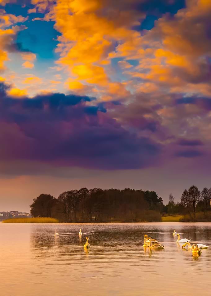 Lake Landscape With Swimmi