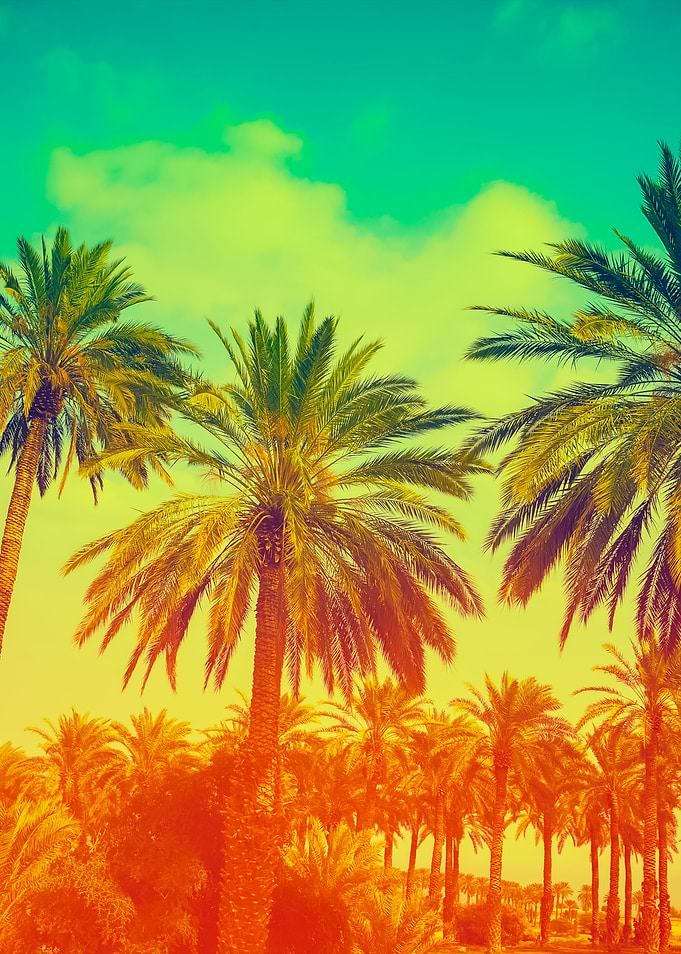 Palm Trees Against Sky At