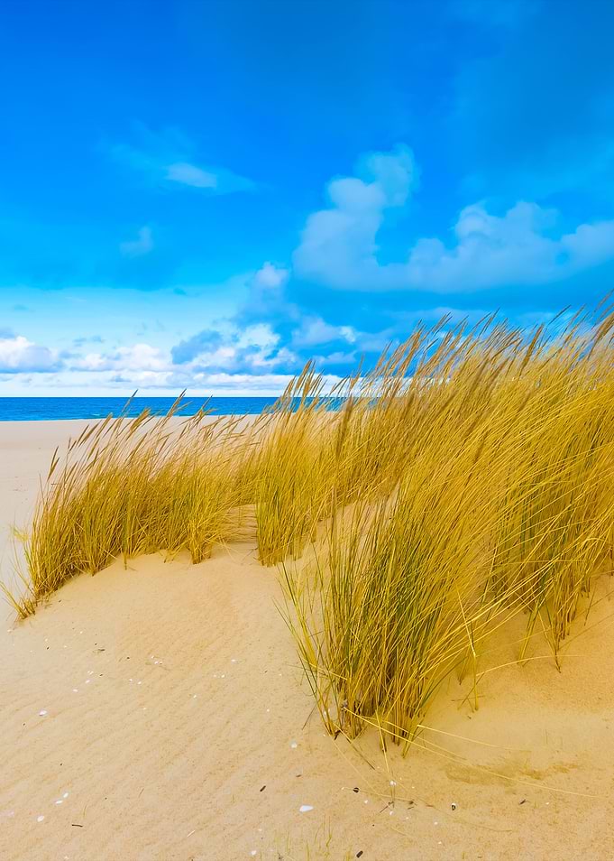 Sea Shore With Grass Beaut