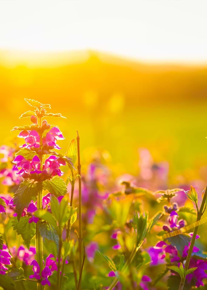 Summer Meadow With Colorfu