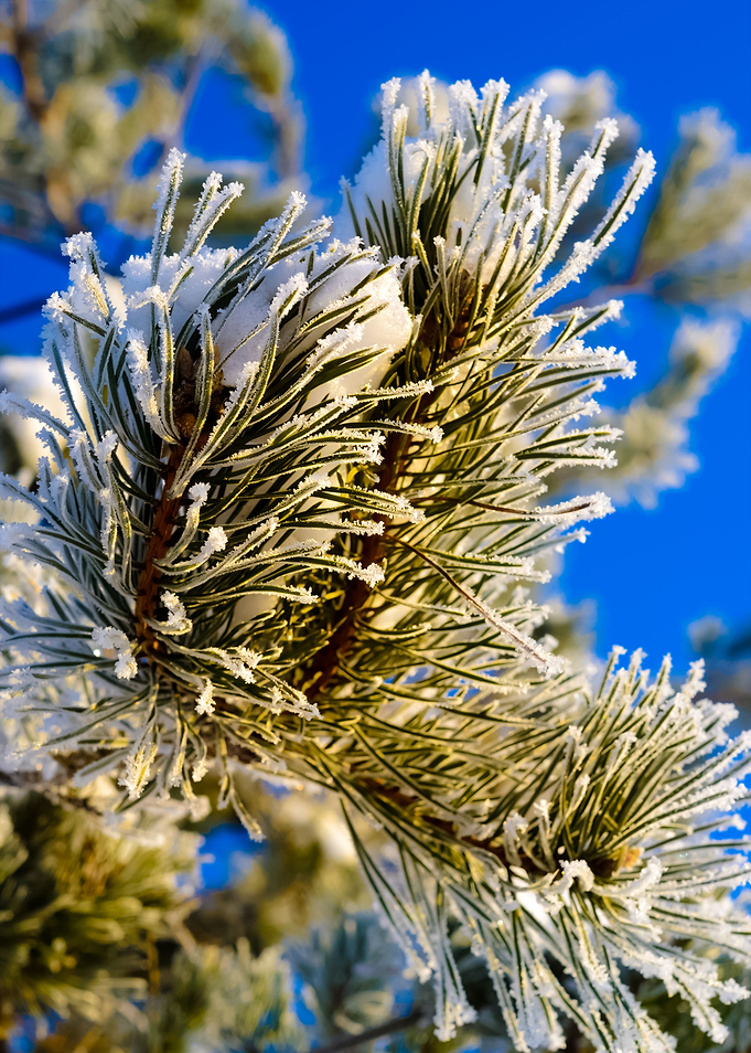 Pine Tree Covered With Hoa