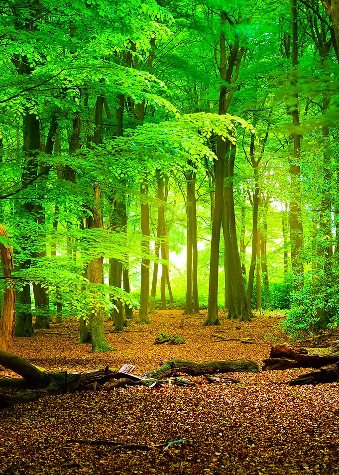 Spring Forest In The Nethe