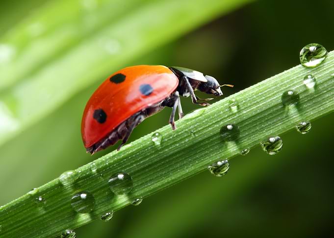 Ladybug art