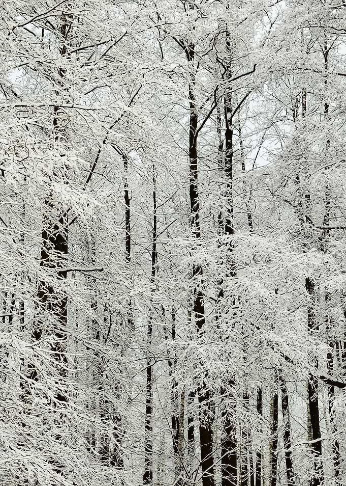Winter Scene With HoarFros