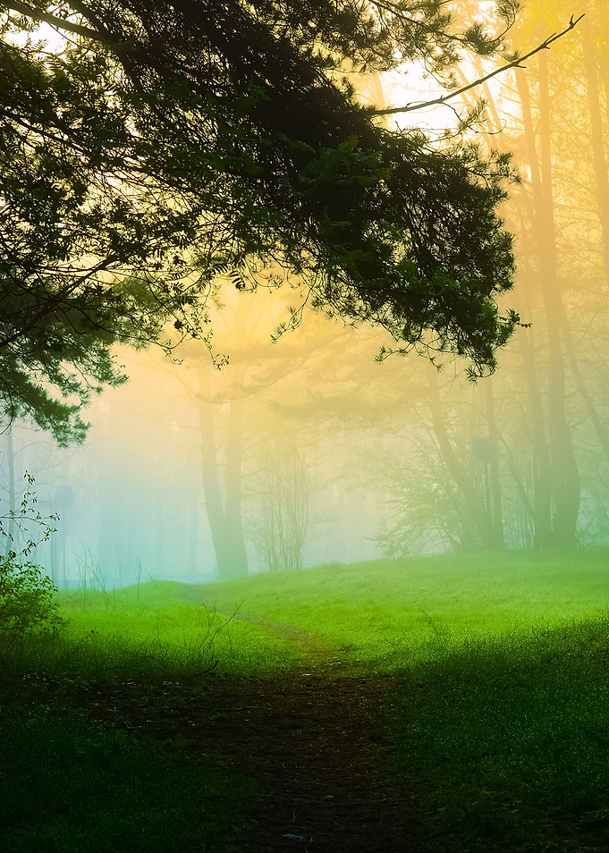 Fog In The Forest