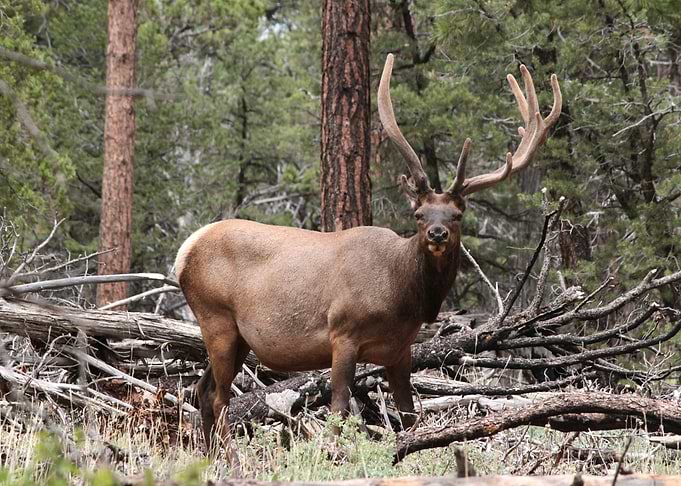 Deer