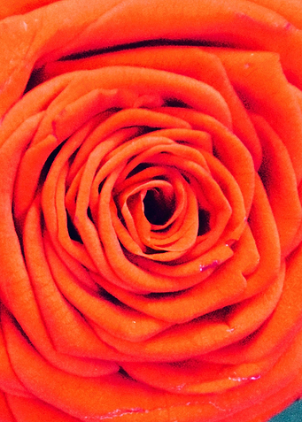 Close up Rose 1