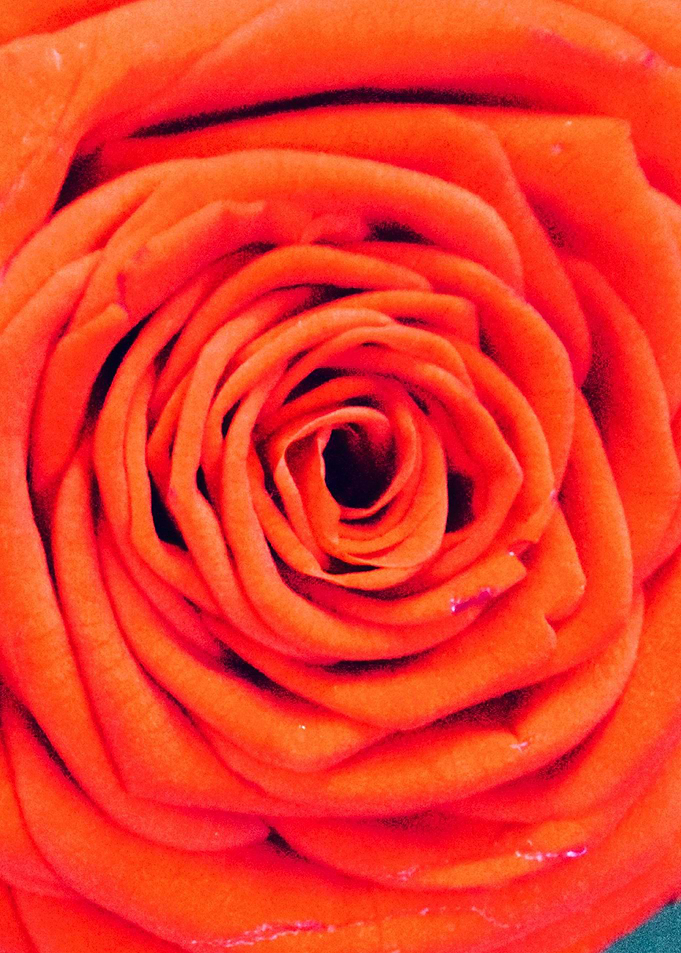 Close up Rose 1
