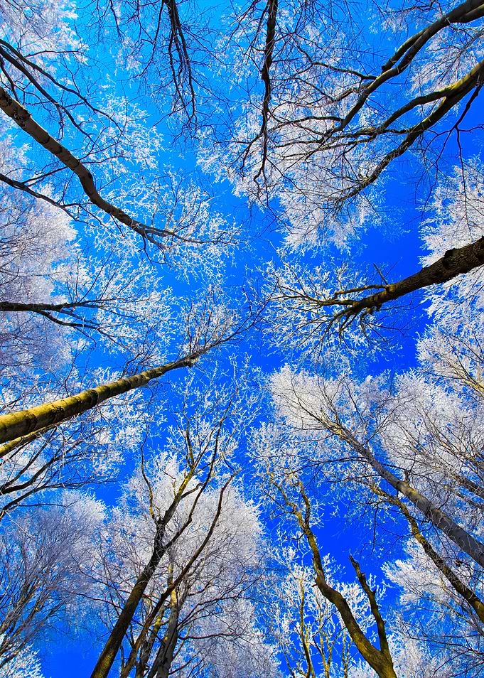 Cold Day With Rime Winter
