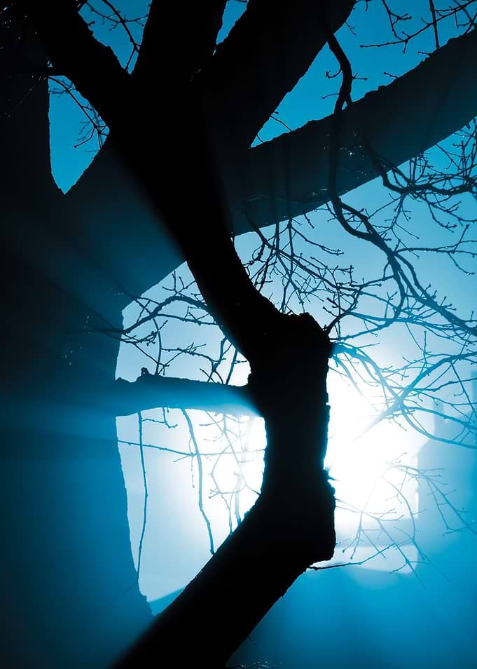 CloseUp Of A Tree In The F