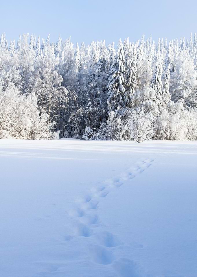 Snowshoe tracks