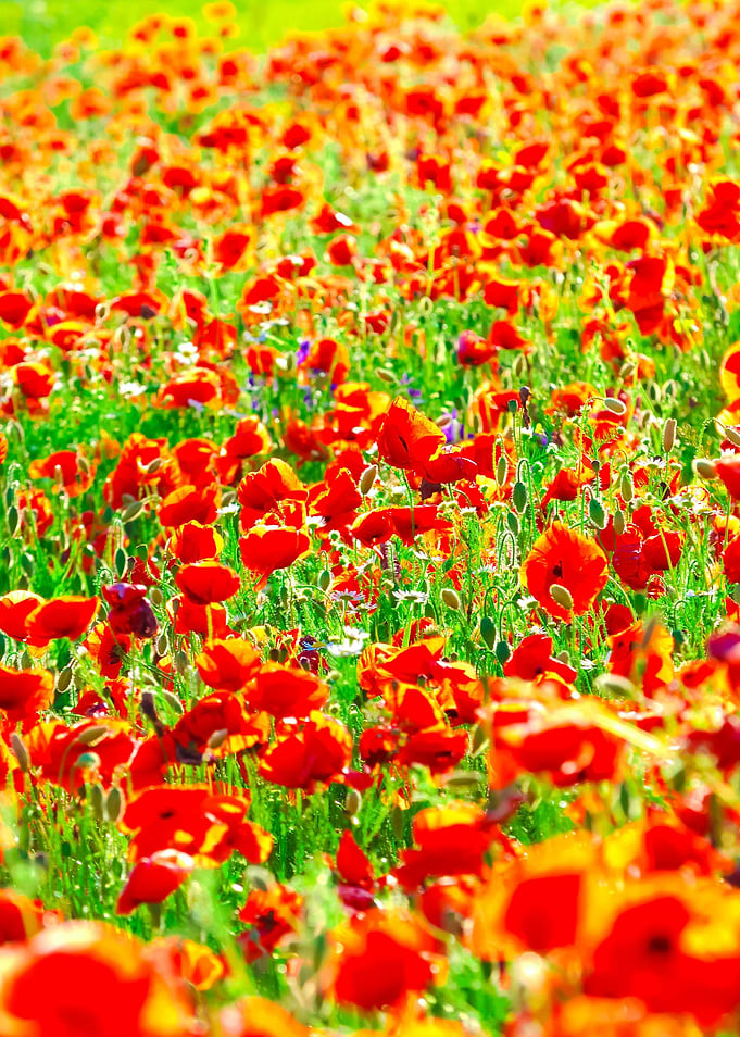 A Poppy Field In Latvia