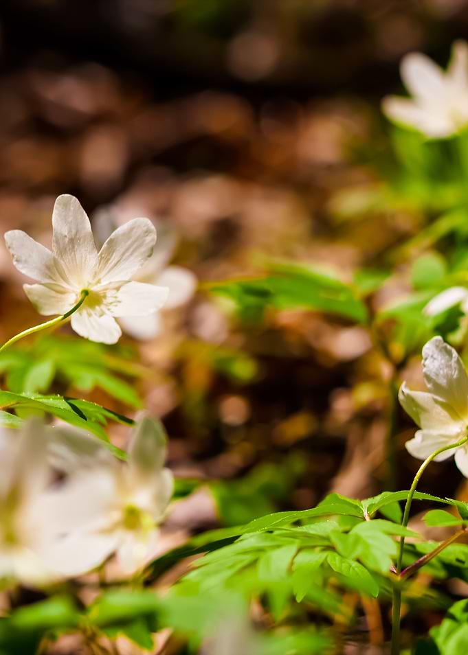 White Anemones