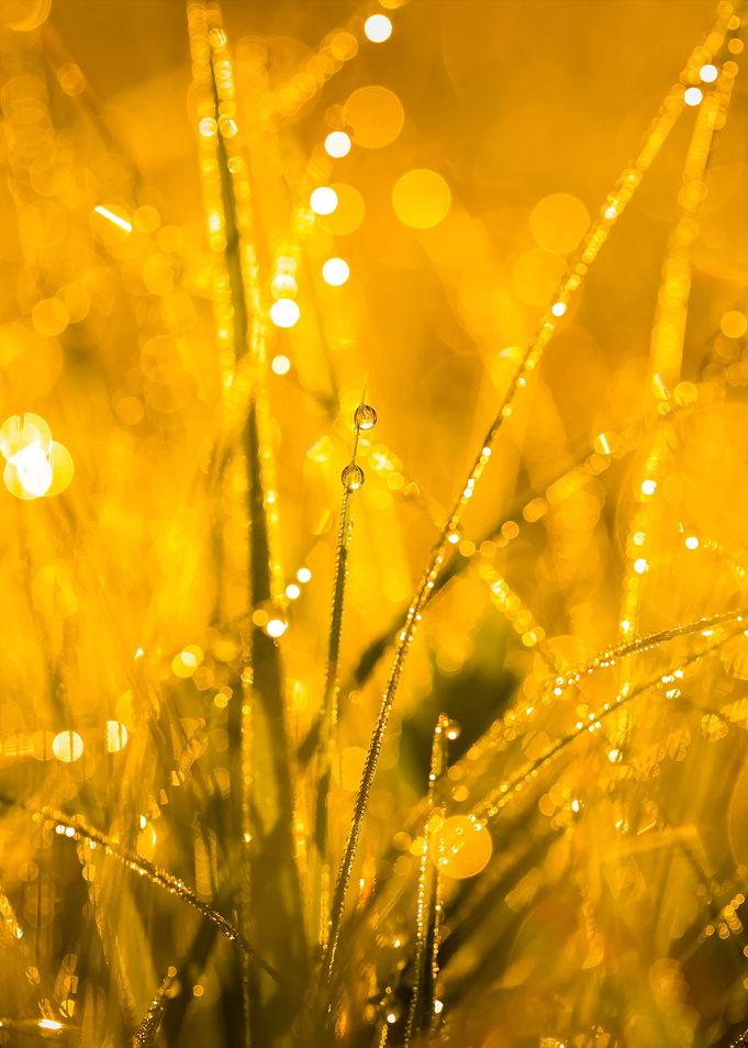 Wet Morning Grass