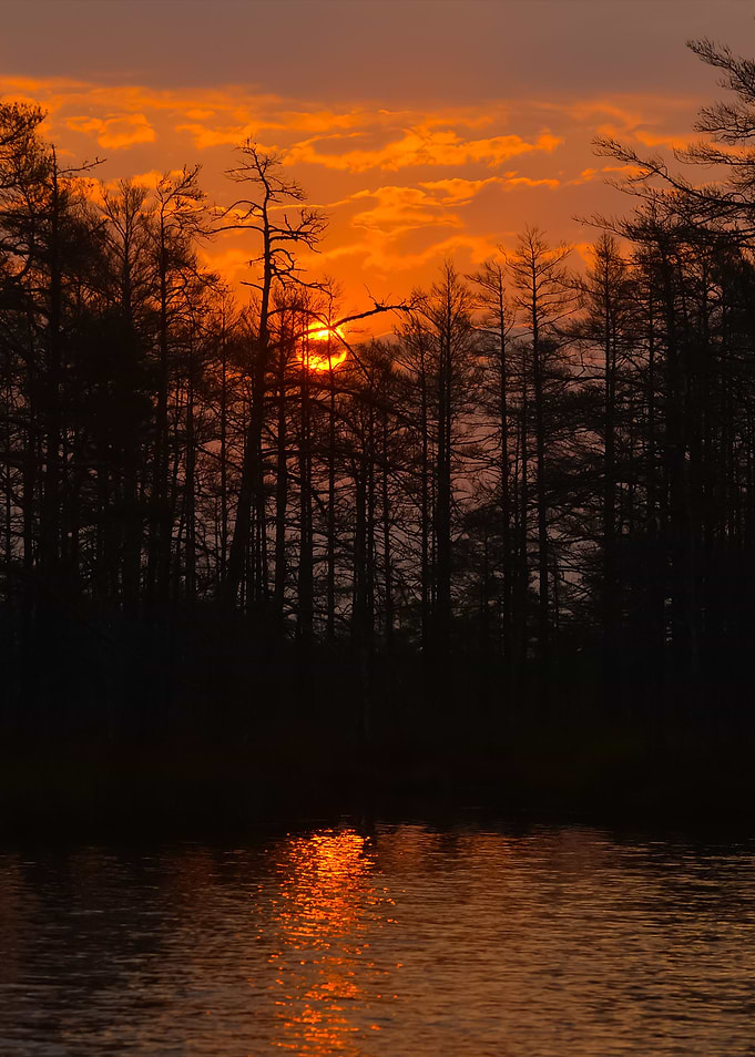 Kemeri Bog In Latvia Fores